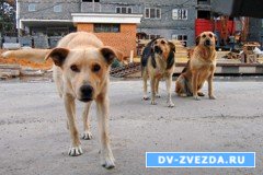 Уличные псы терроризируют жителей Чуркина