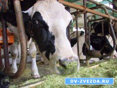 В приморских хозяйствах благополучная ветеринарная ситуация