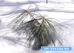 Промышленную заготовку корейского кедра ограничат?