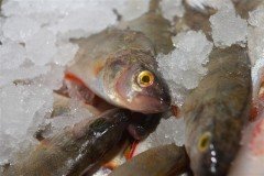 Японцы будут перерабатывать владивостокскую рыбу и утилизировать местные отходы