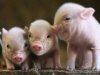 В Приморье прибыло поголовье племенных канадских свиней