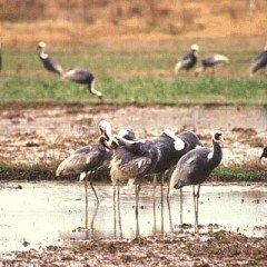 Птиц в Приморье становится все меньше