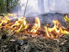 Пожароопасный сезон в Приморье начался спокойно