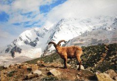 Во Владивостоке откроется фотовыставка «Вертикаль. Лучше гор могут быть только горы»
