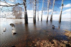 Сегодня на большинстве рек края наблюдается небольшой спад