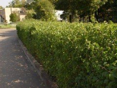 1 июля в 21 час состоится торжественное открытие нового сквера городов-побратимов на пересечении улиц Семеновской