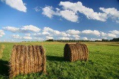 Приморские хозяйства продолжают заготовку кормов для скота на зиму