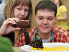 На Дальнем Востоке начался лёт бабочек. «Своих» и привозных