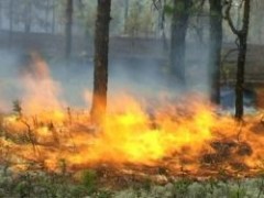 Леса Дальнего Востока продолжают гореть