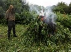 В Приморье уничтожено 23 тонны наркорастений