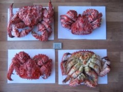 Во Владивостоке продавались морские деликатесы сомнительного качества