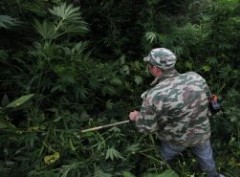 Почти 3 тысячи тонн наркосодержащих растений уничтожено в Приморье