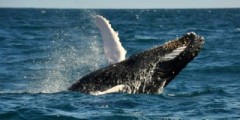 29 сентября - Всемирный день моря