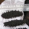 В Приморье выявлена крупнейшая за последние 10 лет контрабандная партия трепанга