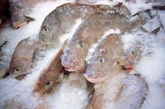 Из Приморья хотели отправить крупную партию недомороженной рыбы