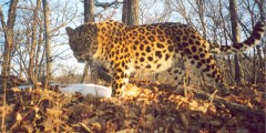 В Приморье появится заповедник «Земля леопарда»