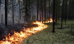 В крае снизилось количество пожаров