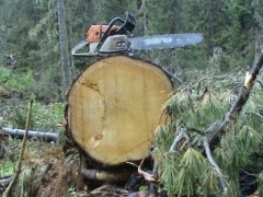 В Приморье начался суд над «черными лесорубами»