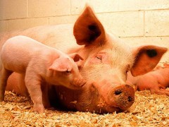 Семейные фермы будут развивать и поддерживать