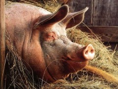 В крае завершается осенняя диспансеризация животных