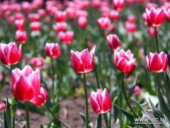 Масштабные работы по озеленению проведены во Владивостоке в 2012 году