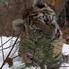 Еще одного полугодовалого тигренка нашли специалисты