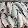 52 tons of fish products of dubious quality in Vladivostok seized