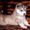 Bailiffs would take the debtor husky puppy