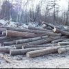Brigade "black" loggers arrested in Dalnerechensk district of Primorye