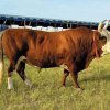 Livestock in Primorye interested investors