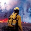 The law will help save the maritime taiga fire
