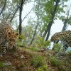 Prosecutors: JSC "TMK" illegally placed careers in the National Park "Land of Leopard"