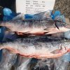 In Vladivostok, found 70 tons of expired coho