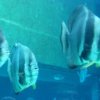 Oceanarium Vladivostok to take part in the international event 