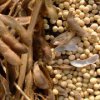 Rosselhoznadzor found in Primorye 68 tons of soybeans contaminated strong allergen