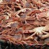 El capit'an de un buque extranjero que pagar 150000 rublos por ilegal la pesca del cangrejo