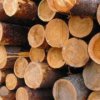 Il tribunale considera un procedimento penale illegale di taglio della foresta di importo superiore a 20 milioni di rubli