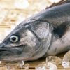In Primorje, kann bei der Umsetzung der massiven F"ullung abgestandenem Fisch