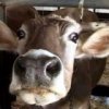 In Primorye, la vaccinazione di bovini, ovini e caprini contro l'afta epizootica