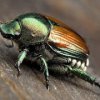 La zona litoral, apenas atacaron peligrosos escarabajos