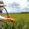 Mer agriculteur "empoisonn'e" le sol fertile de pesticides dangereux