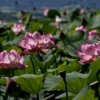 У нас в крае растет самый холодолюбивый лотос Комарова.