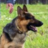 Un perro polic'ia ayud'o a localizar a un sospechoso en un delito en Vladivostok