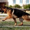 Vladivostok Polizeihund half, einen Verd