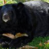 Eight Himalayan Himalayan black bears from the nursery,