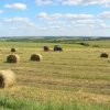 Enfrentamiento Land en Kirovski: decenas de hect'areas de tierras de cultivo cay'o en las manos equivocadas