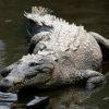 Im S"uden von China um das Gest"ut von 24 Krokodile entkommen