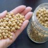 In Primorye, pi`u di 400 tonnellate di semi di soia sono stati infettati con un forte allergene