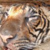 Maritime Politia: braconier responsabil pentru uciderea tigri