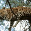 Primorye alege nume de leoparzi din Extremul Orient